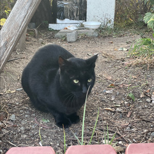 아반떼 스포츠 수동 구합니다 이미지