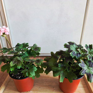 스텔라 제라늄 중품 4종 두번째 이미지