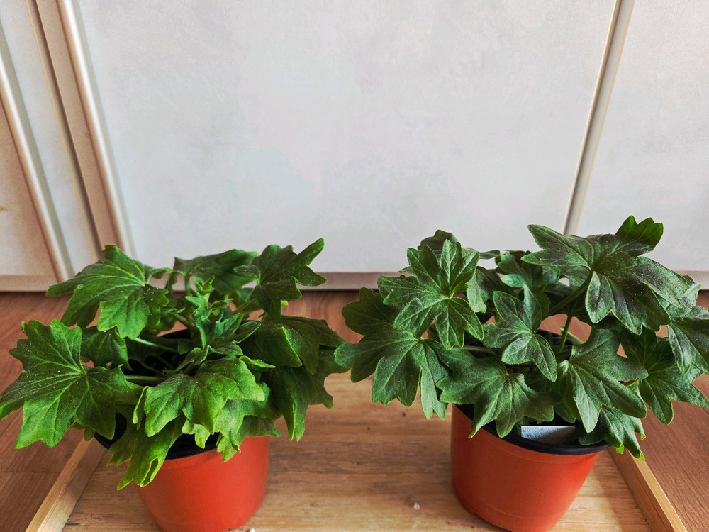 스텔라 제라늄 중품 4종 두번째 이미지