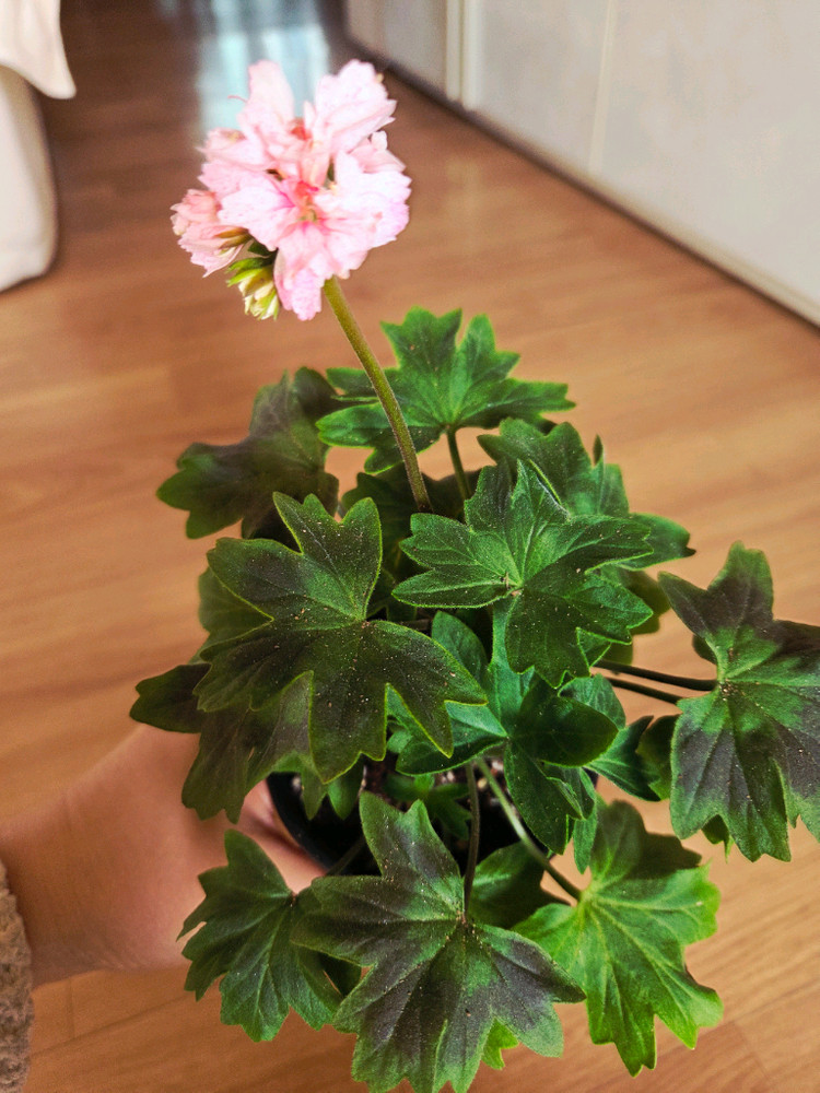 스텔라 제라늄 중품 4종 두번째 이미지