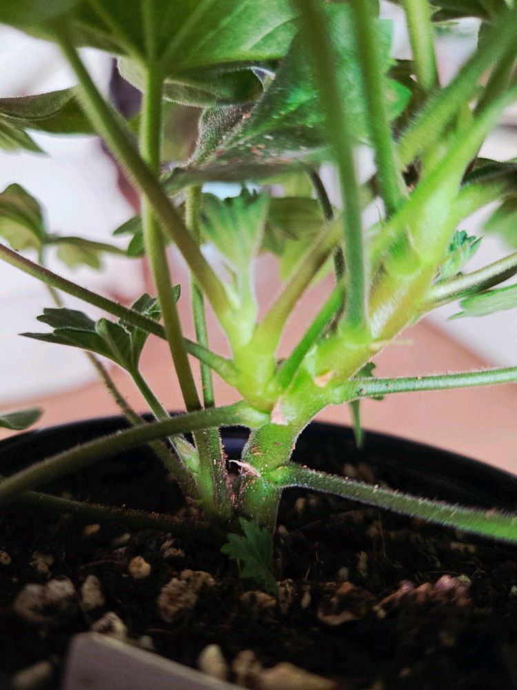 스텔라 제라늄 중품 4종 두번째 이미지