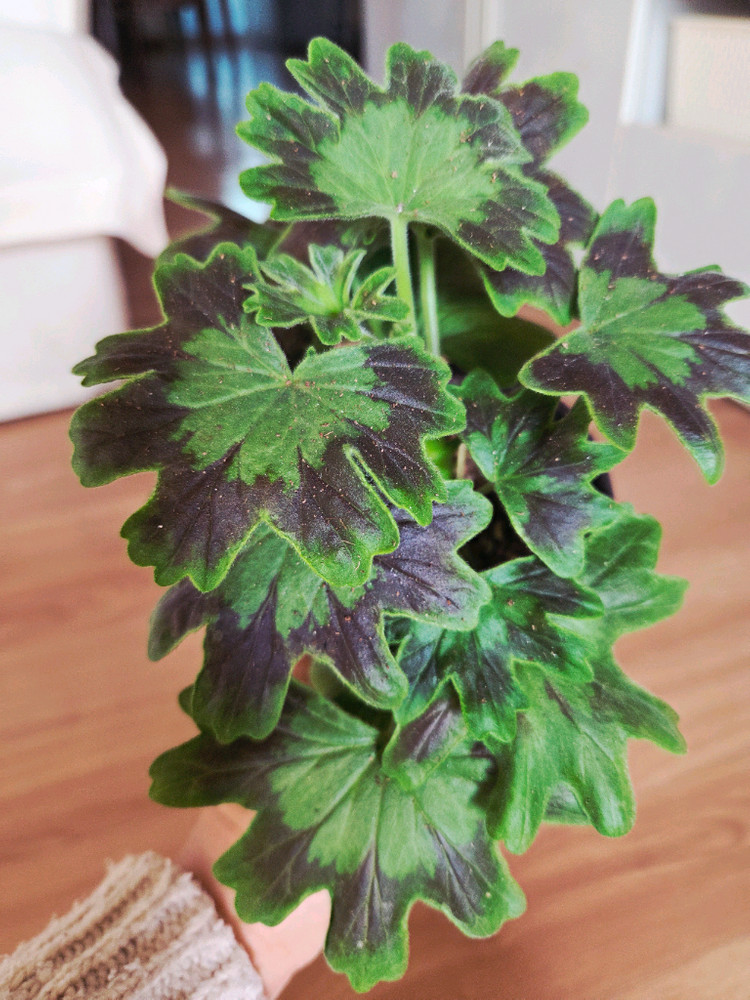 스텔라 제라늄 중품 4종 두번째 이미지