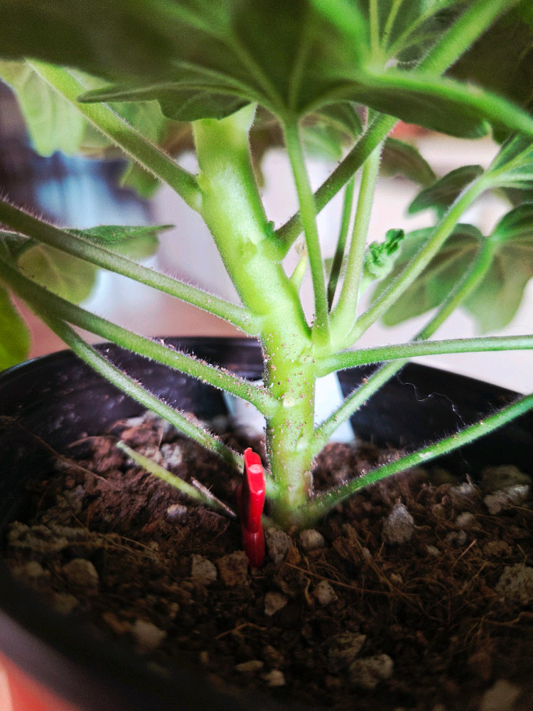 스텔라 제라늄 중품 4종 두번째 이미지