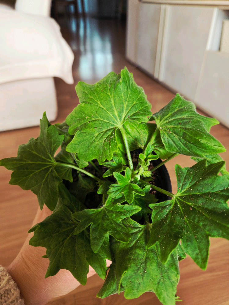 스텔라 제라늄 중품 4종 두번째 이미지