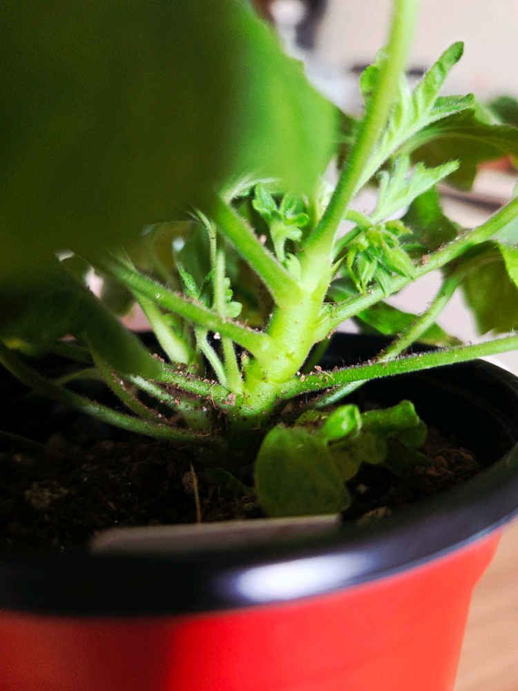 스텔라 제라늄 중품 4종 두번째 이미지