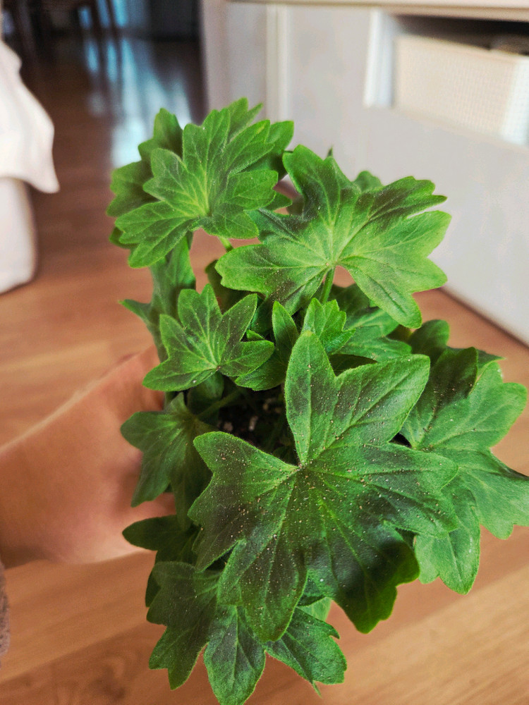 스텔라 제라늄 중품 4종 두번째 이미지