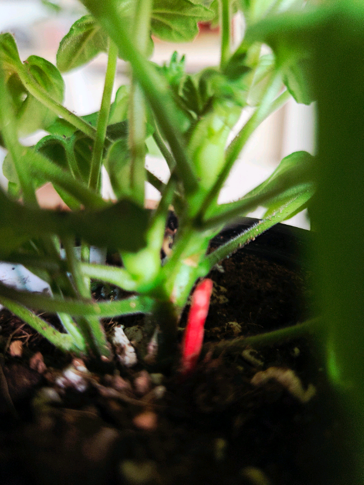 스텔라 제라늄 중품 4종 두번째 이미지