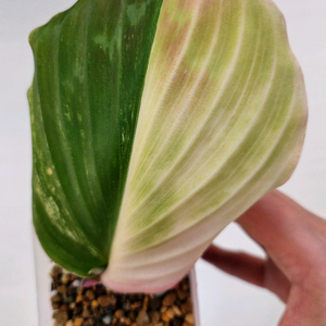 무늬생강 마젠타 핑크 바리에가타<알로 안스x> 이미지