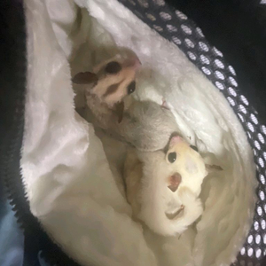 슈가글라이더 및 케이지 세트 이미지