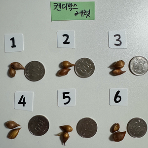 캔디박스 케럿 캐럿 사랑초 (제라늄X) 이미지