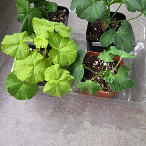 퀸즈로제뜨외3종(제라늄) 이미지