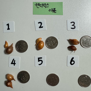 캔디박스 애플 사랑초 (제라늄X) 이미지