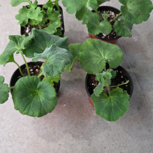 UG헛된말외3종(제라늄) 이미지