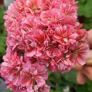 제라늄 개별분양 (월,목 발송) 이미지