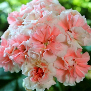 피치어벤츄린 제라늄 이미지