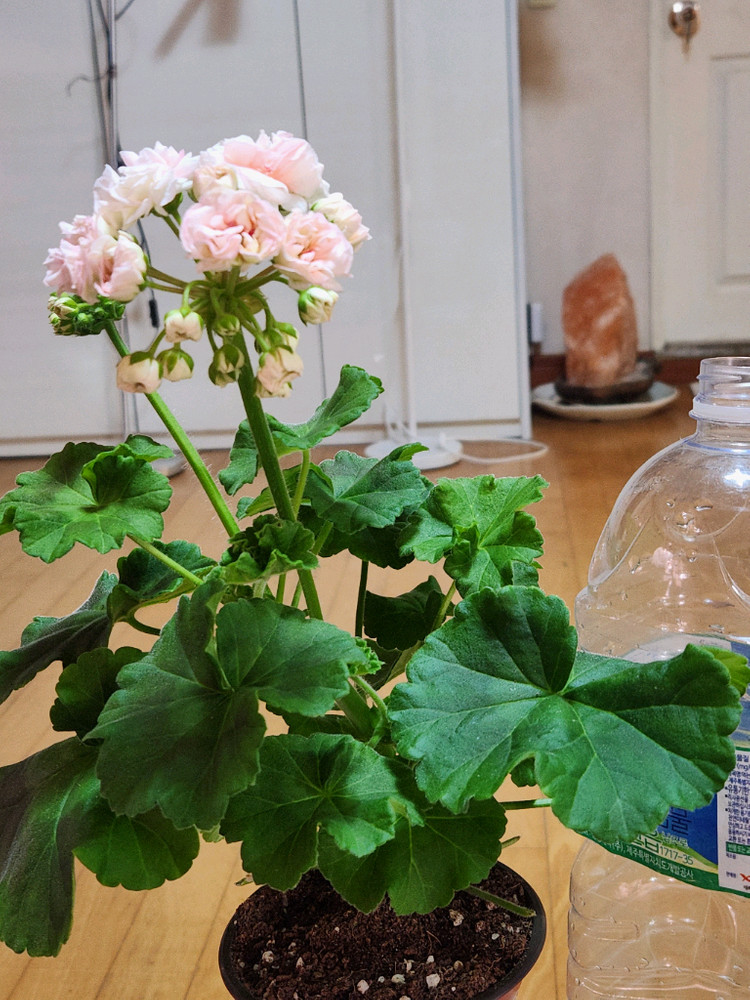 피치어벤츄린 제라늄 이미지