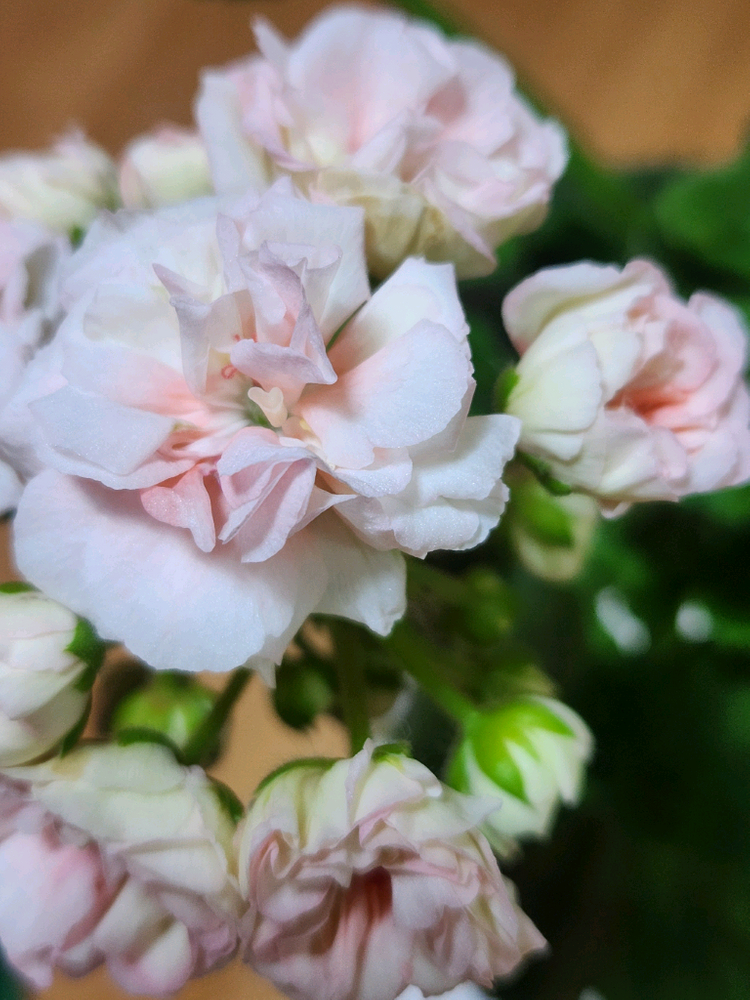 피치어벤츄린 제라늄 이미지