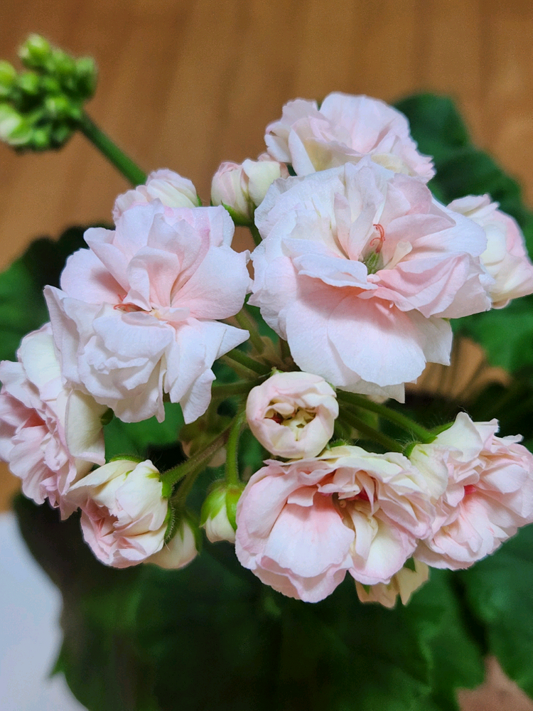 피치어벤츄린 제라늄 이미지