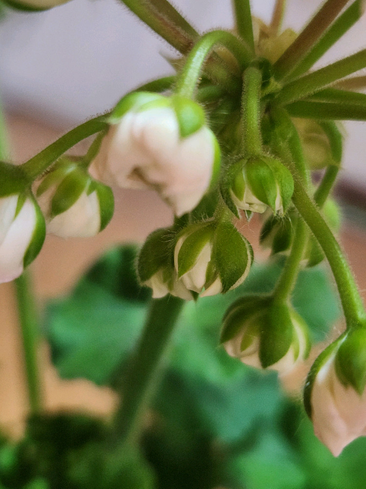 피치어벤츄린 제라늄 이미지