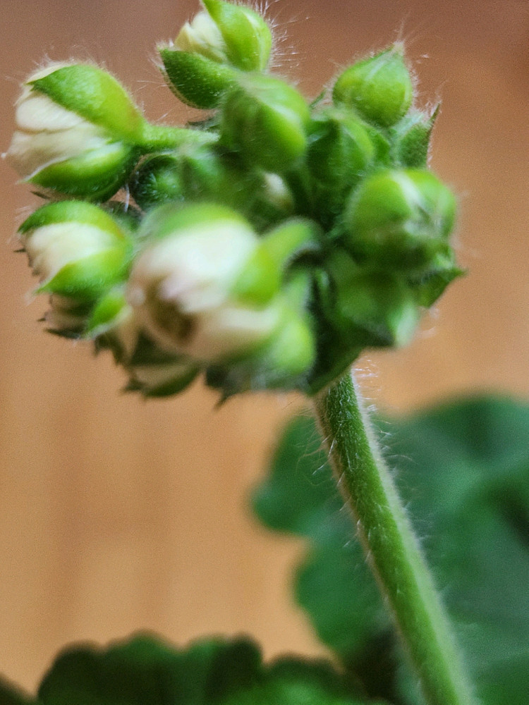 피치어벤츄린 제라늄 이미지