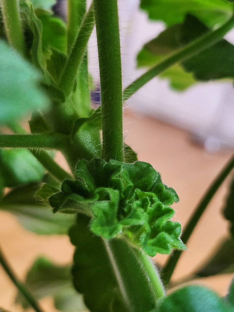 피치어벤츄린 제라늄 이미지