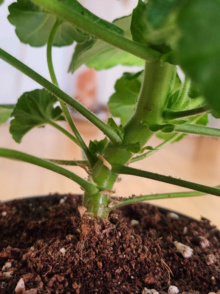 피치어벤츄린 제라늄 이미지