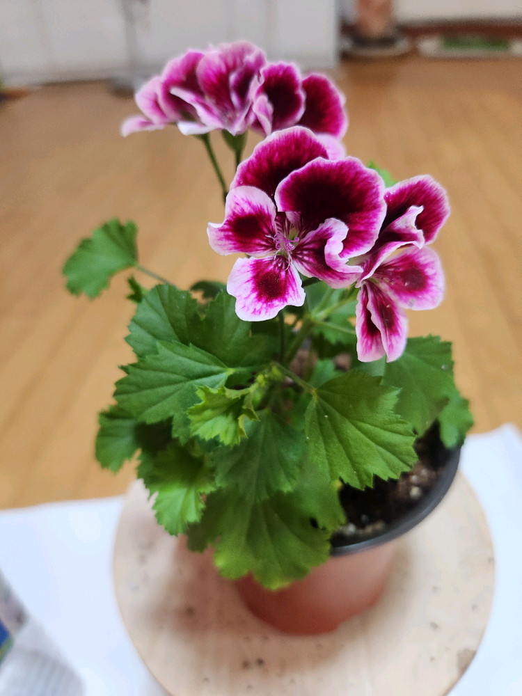 제라늄2종 이미지