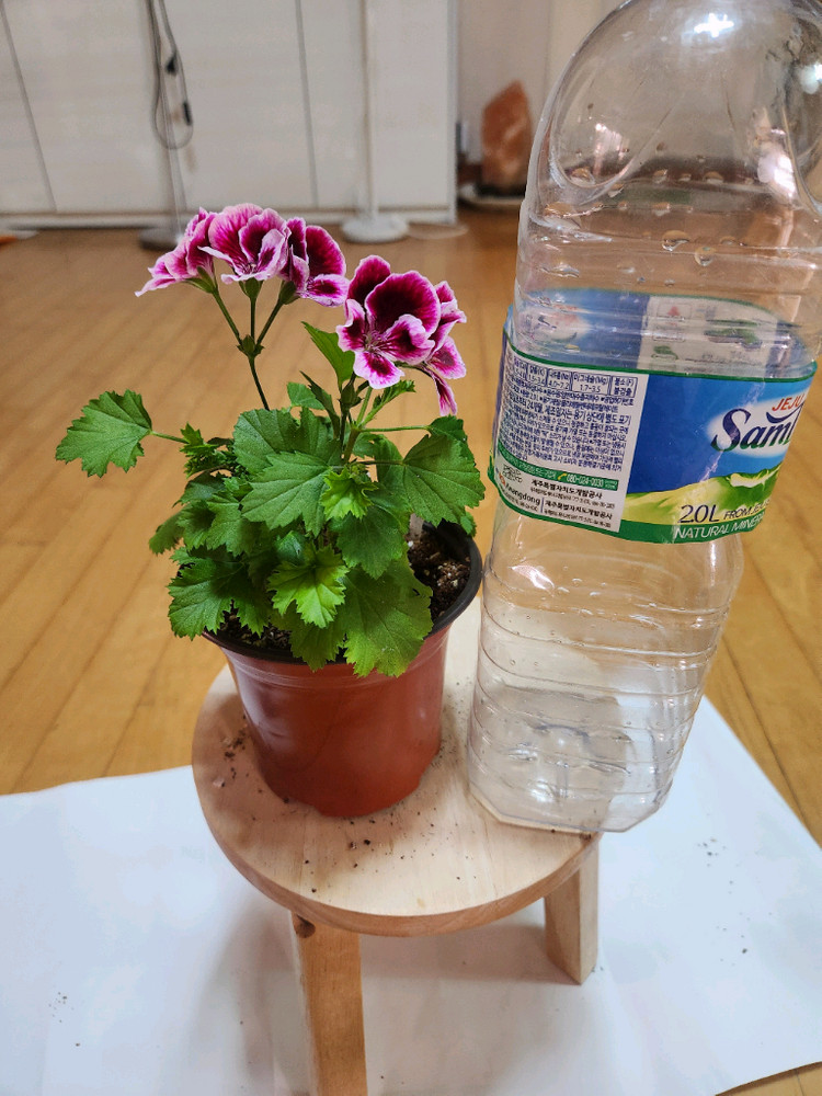 제라늄2종 이미지