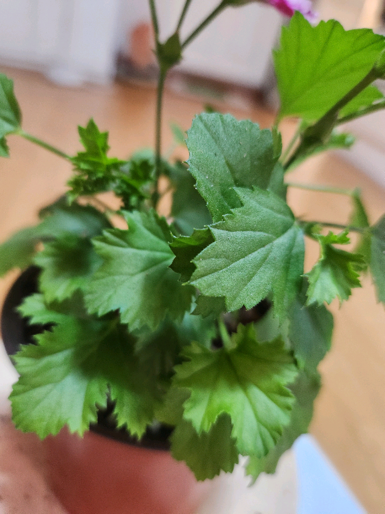 제라늄2종 이미지