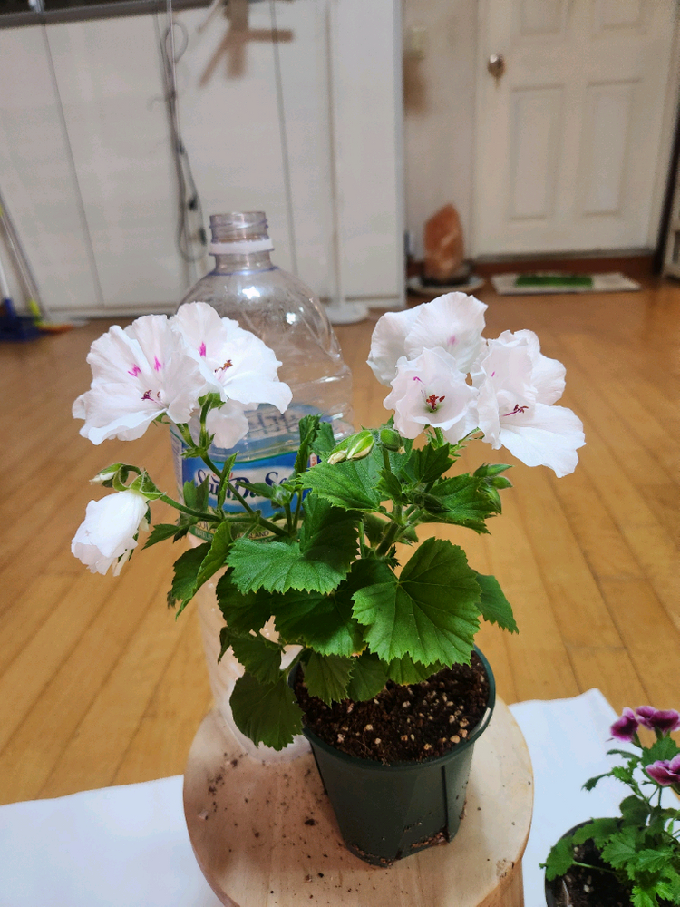 제라늄2종 이미지