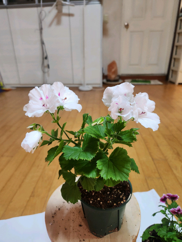 제라늄2종 이미지