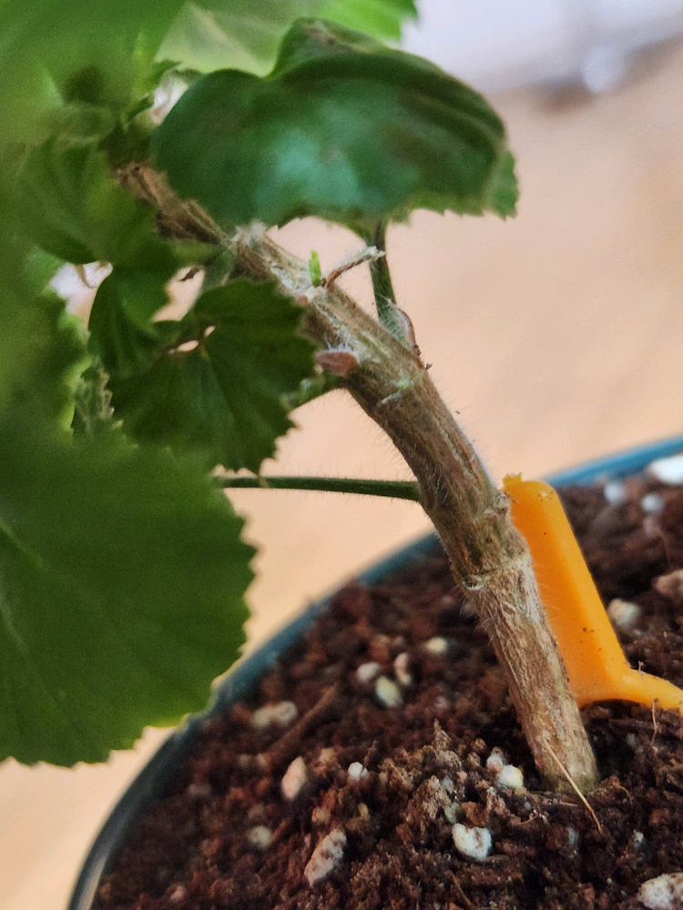 제라늄2종 이미지