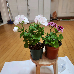 제라늄2종 이미지