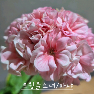 트윙클소녀 제라늄 이미지