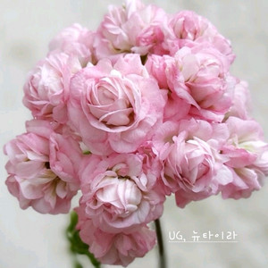 제라늄 뉴타이라 꽃대있음 ,러 이미지