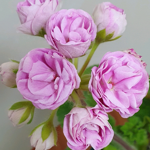 제라늄 15, 21 꽃대있음,러 이미지