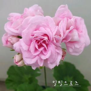 제라늄 밀필드로즈 이미지