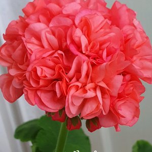 제라늄 하하꽃가옷 꽃대있음 이미지