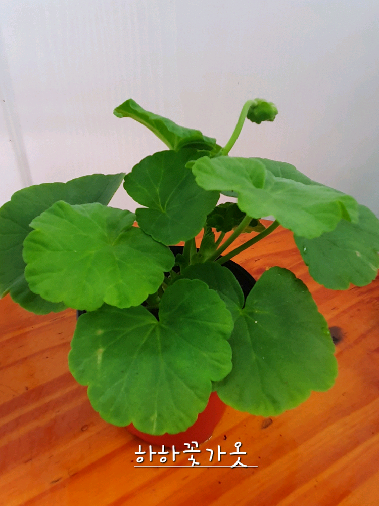 제라늄 하하꽃가옷 꽃대있음 이미지