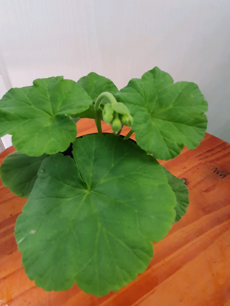 제라늄 하하꽃가옷 꽃대있음 이미지