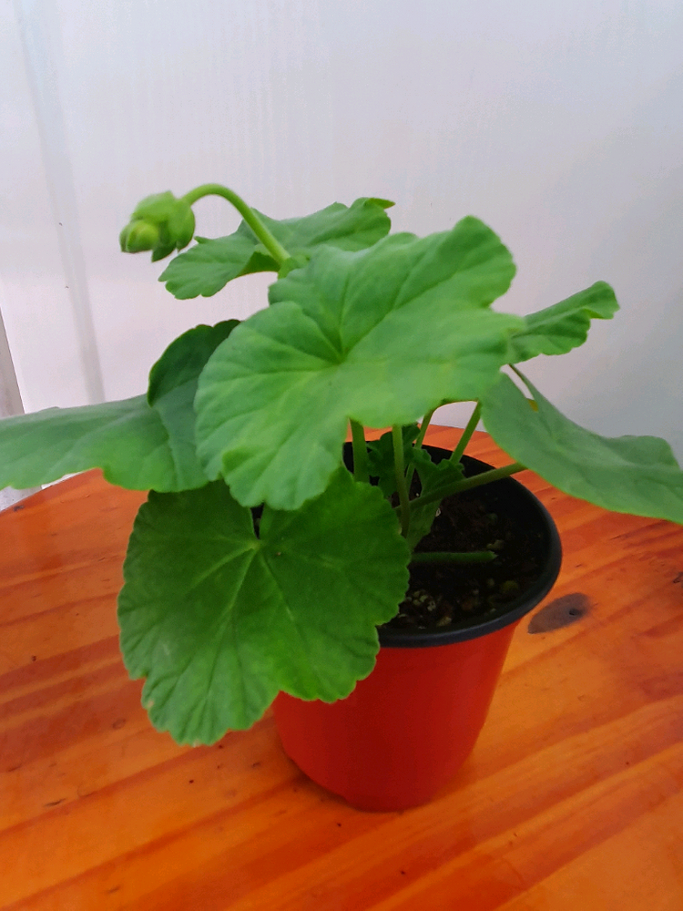 제라늄 하하꽃가옷 꽃대있음 이미지