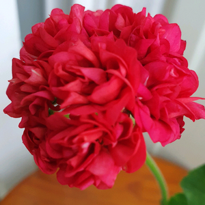 제라늄 홍옹주 꽃대있음 이미지