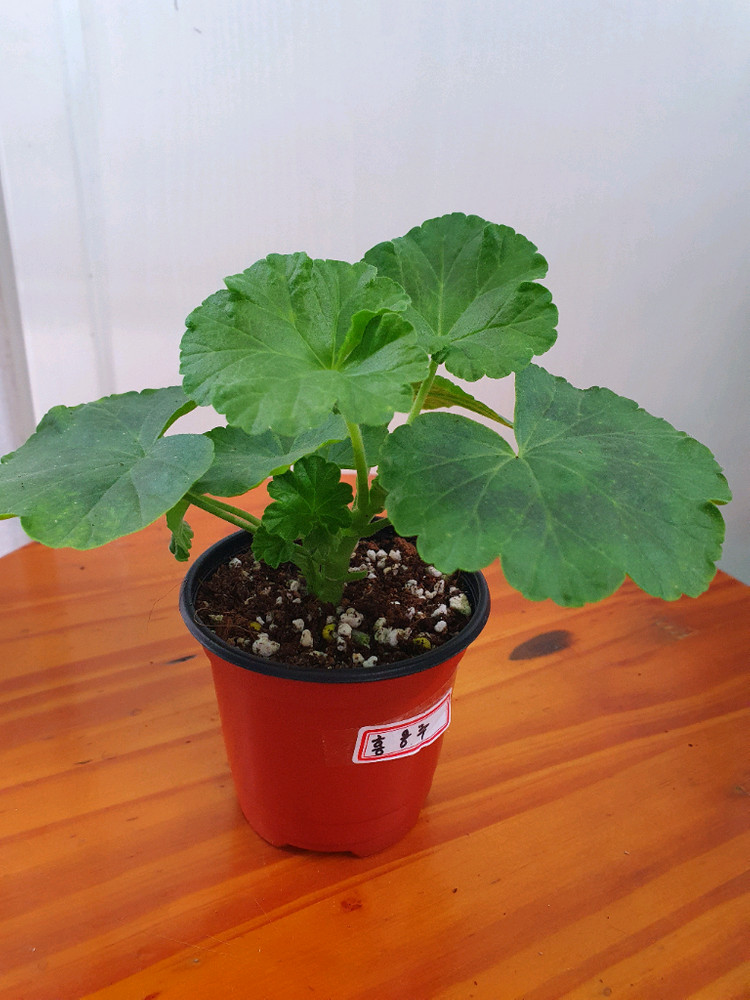 제라늄 홍옹주 꽃대있음 이미지