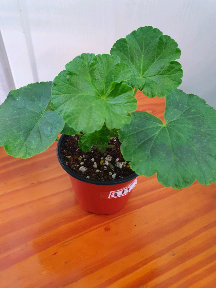 제라늄 홍옹주 꽃대있음 이미지