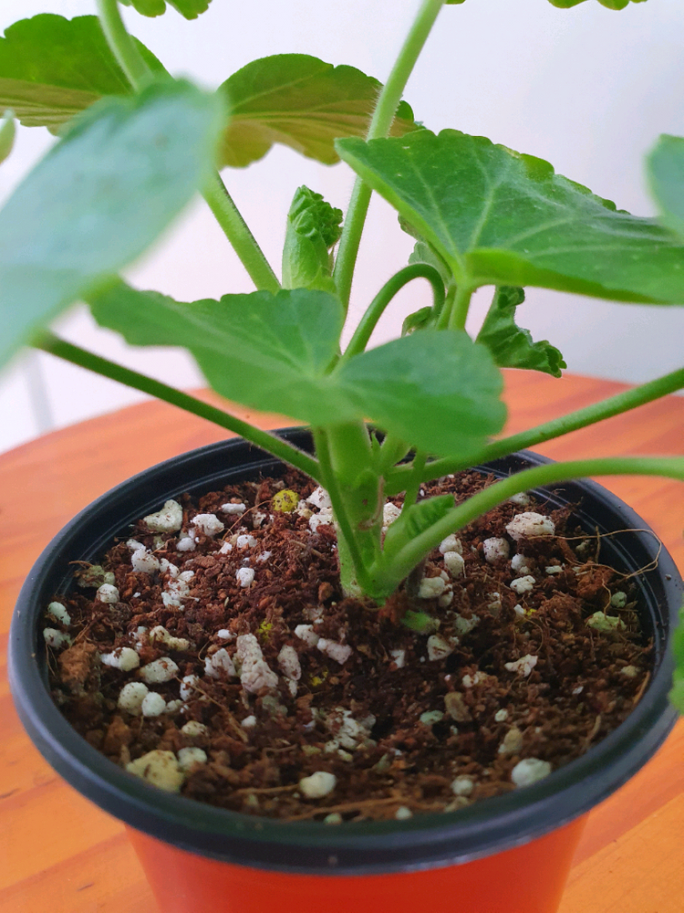 제라늄 홍옹주 꽃대있음 이미지