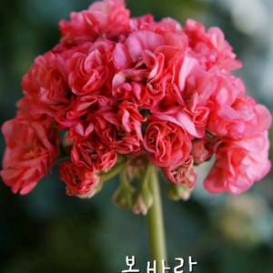 제라늄 봄바람 꽃대있음 이미지