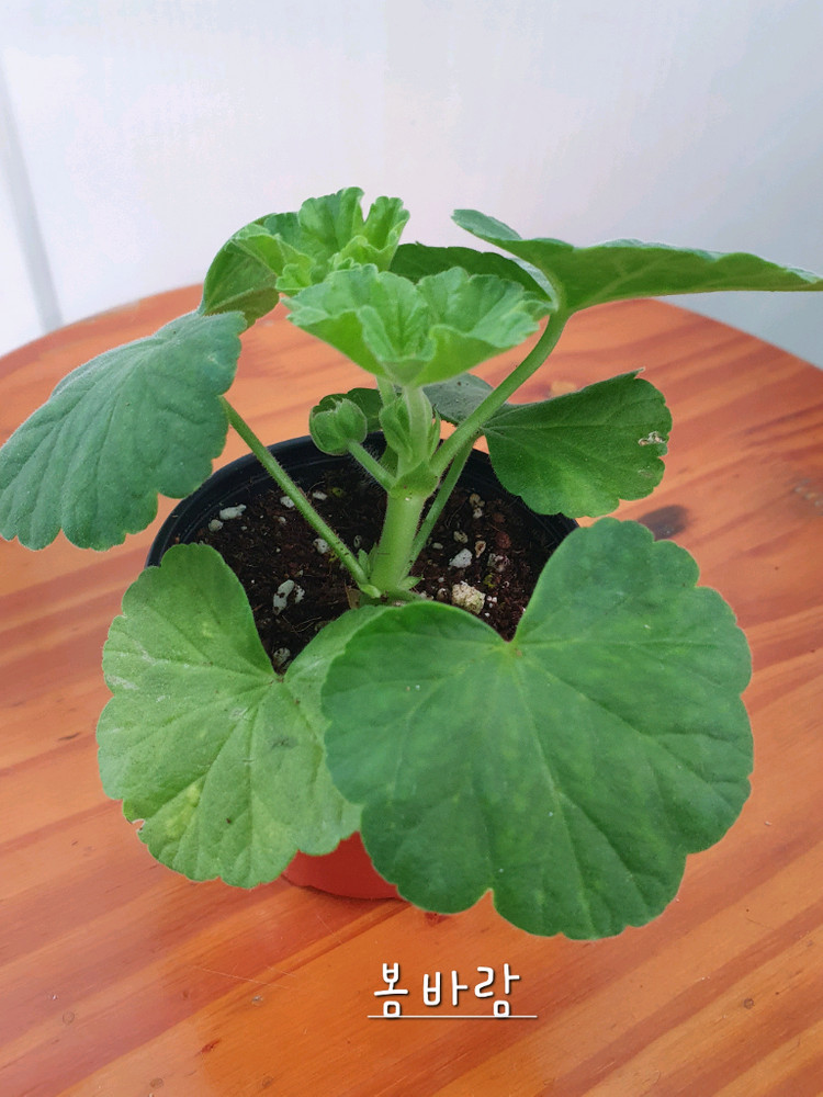 제라늄 봄바람 꽃대있음 이미지