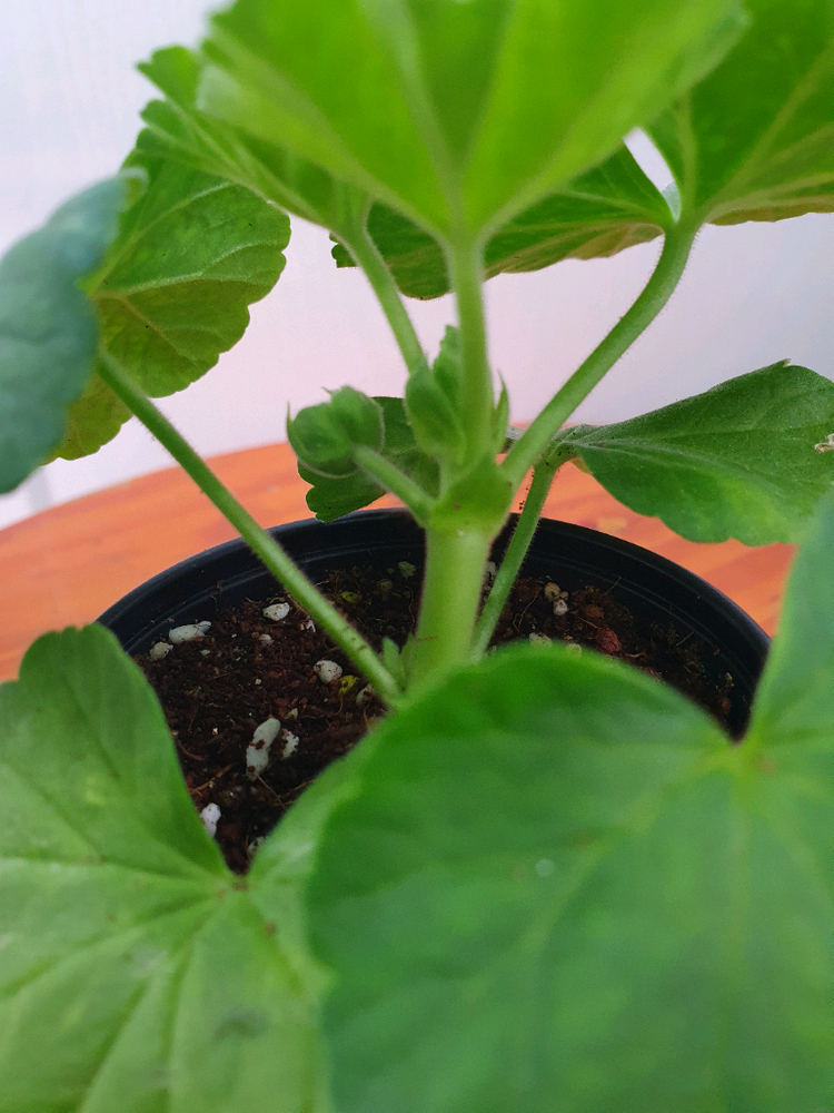 제라늄 봄바람 꽃대있음 이미지