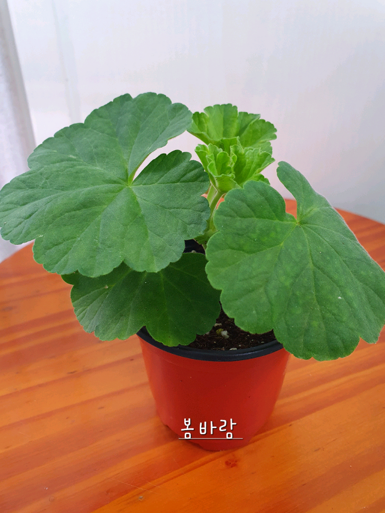 제라늄 봄바람 꽃대있음 이미지