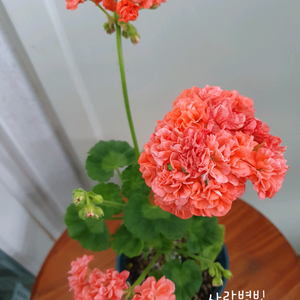 제라늄 2종 사랑별빛 꽃대있음, 모르모르 마르타 꽃대있음 이미지